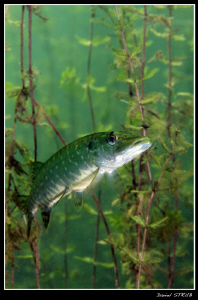 young pike hiding in the seagrass :-D by Daniel Strub 